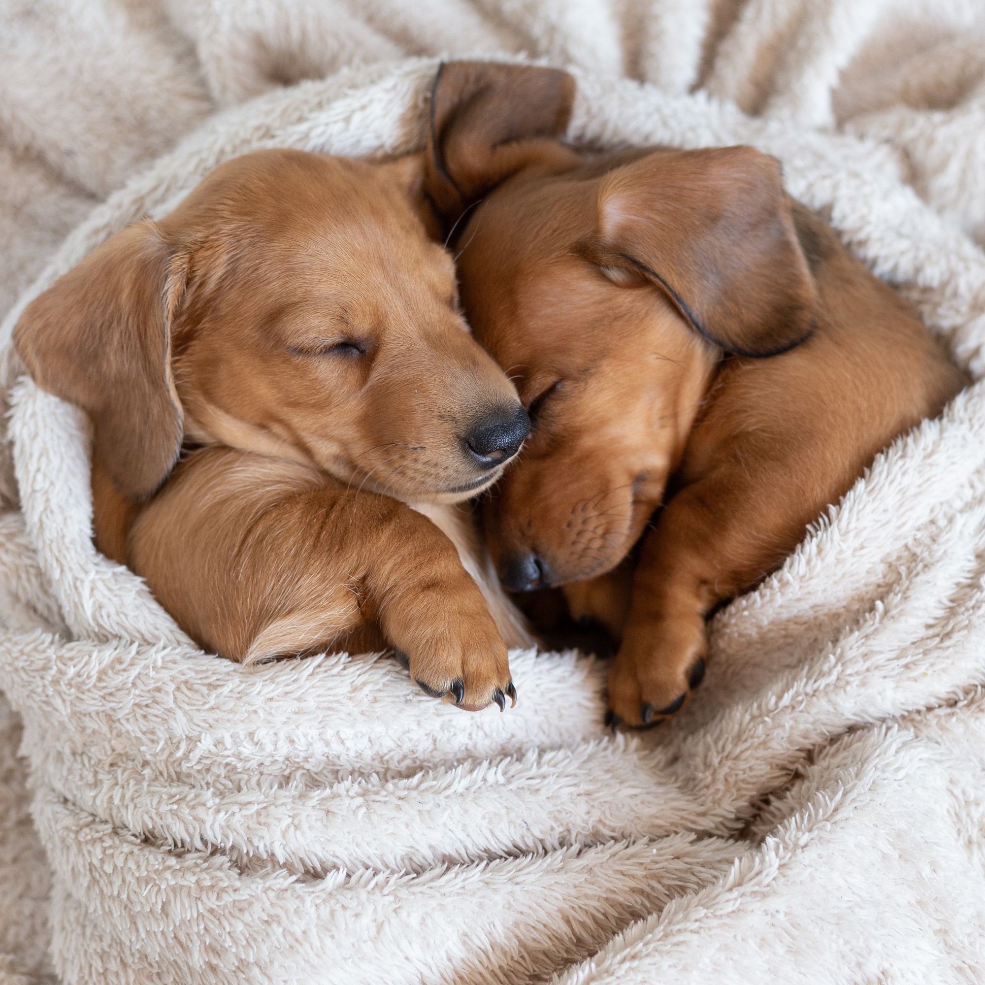 COPERTE-2